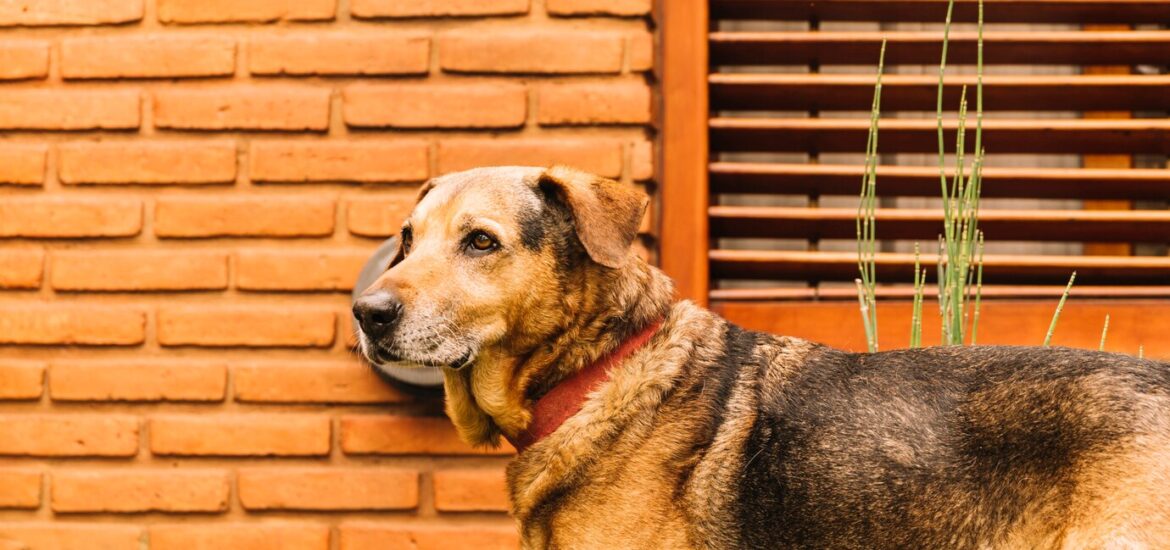 Les chiens de garde : mythe ou réelle solution de sécurité ?
