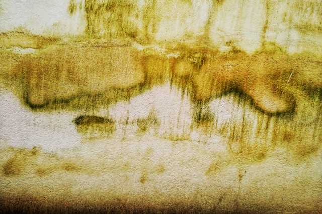 tache d'humidité murs